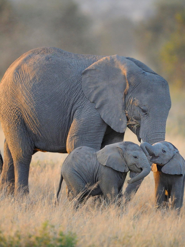 हाथियों के बारे में अदभुत व रोचक तथ्य!