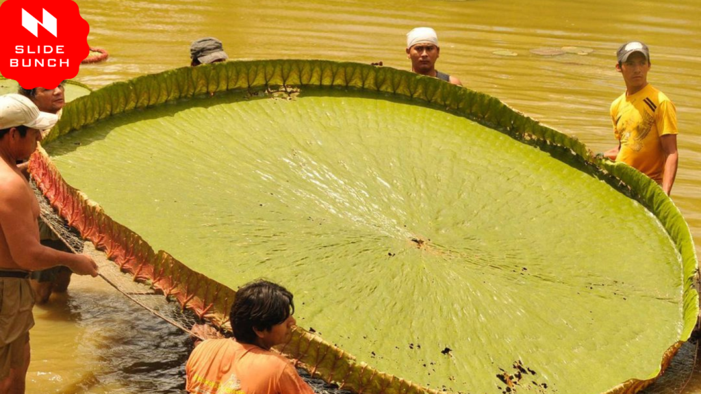 World Largest Leaf