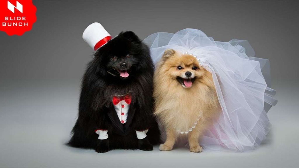 Dog Wedding