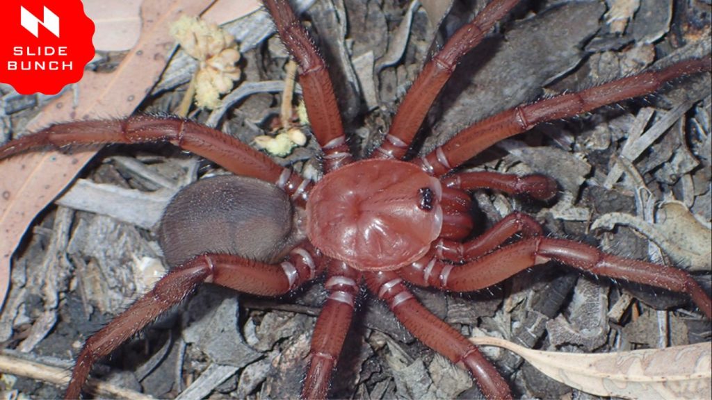 Trapdoor Spider