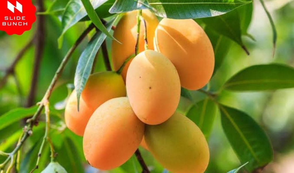 Mango