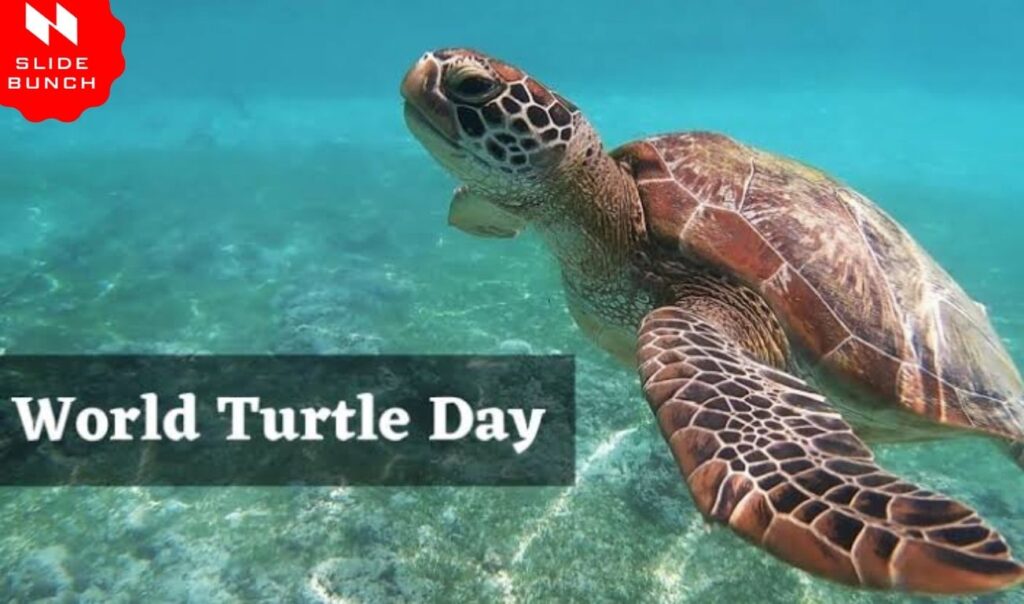 World Turtle Day 2023